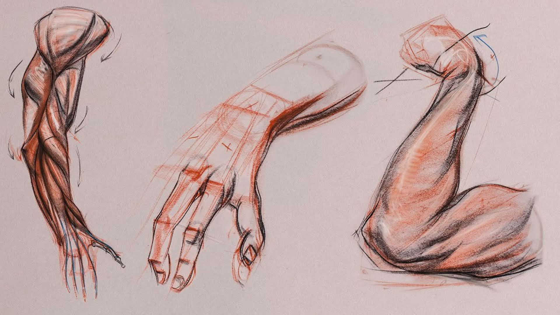 Anatomy Workshop Volume Six: Structure and Anatomy of the Arm